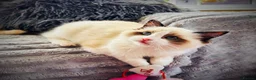 Ragdoll cats for sale: Ragdoll kittens  - Advert 13