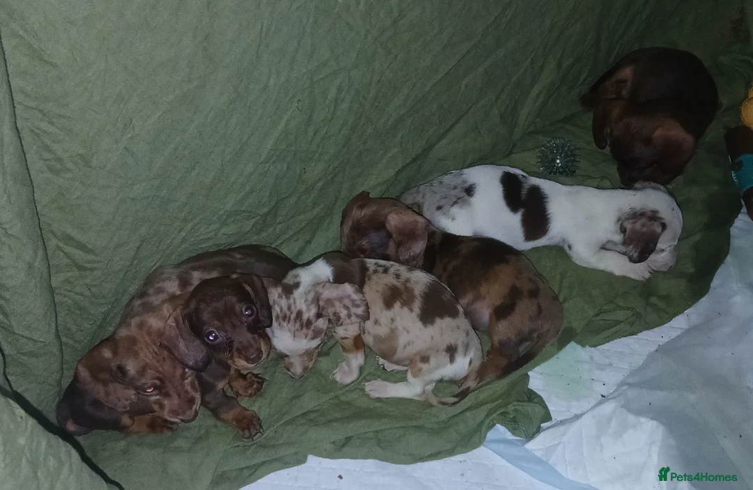 Miniature Dachshund dogs for sale: Colourful litter of 6 Dachshunds  in Burgess Hill - Advert 9