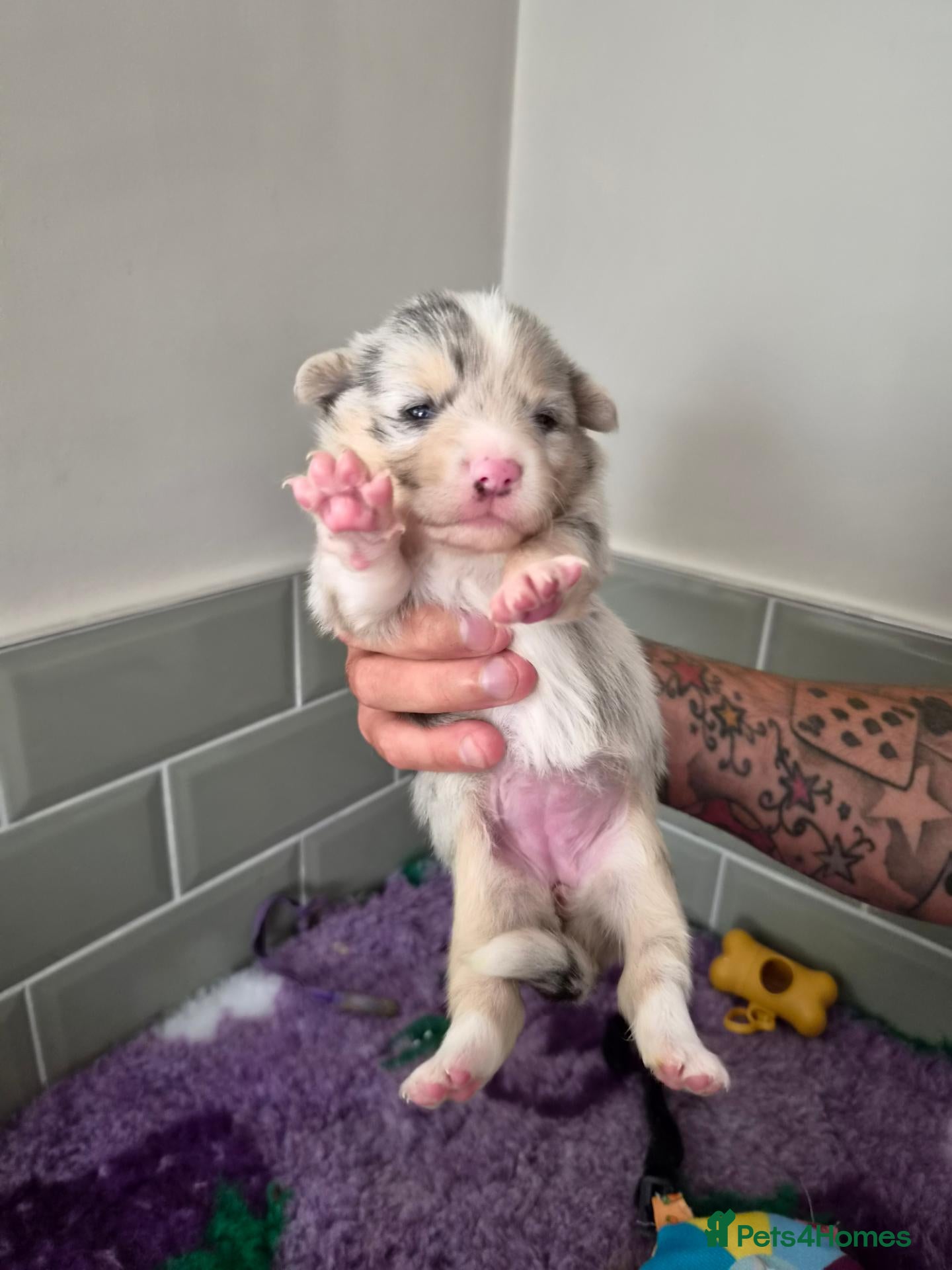 Mixed Breed dogs Shorgi Puppies  - Advert 13