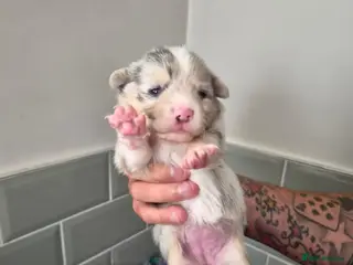 Mixed Breed dogs Shorgi Puppies - Advert 13