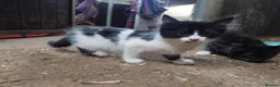 Mixed Breed cats for sale: Super Fluffy Farm Kittens  - Advert 4