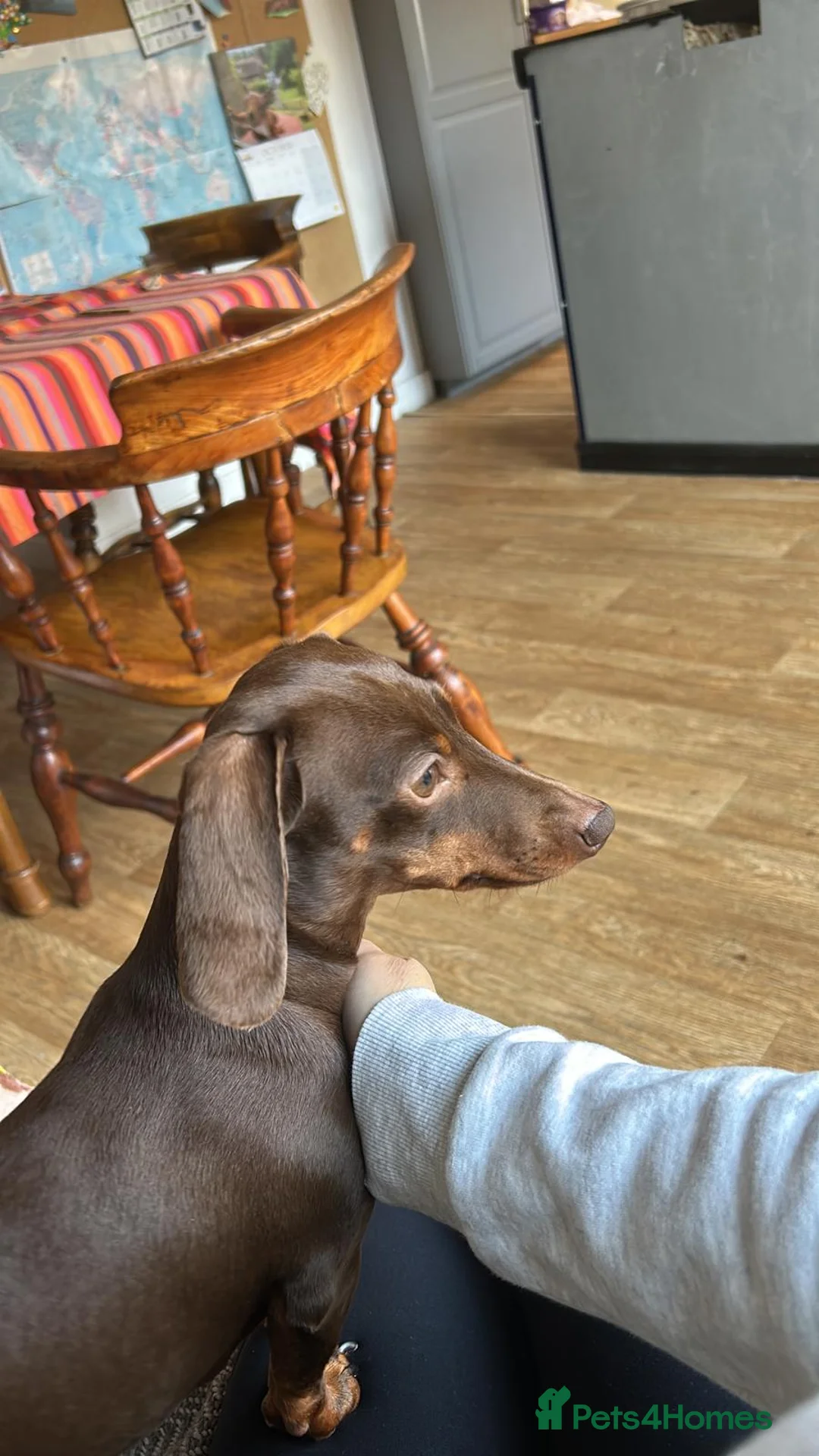Miniature Dachshund dogs for sale: Miniature Dachshund Puppies in Stafford - Advert 2