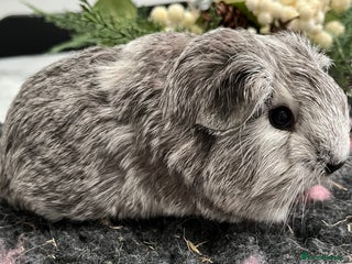 Guinea Pig rodents - Advert 9