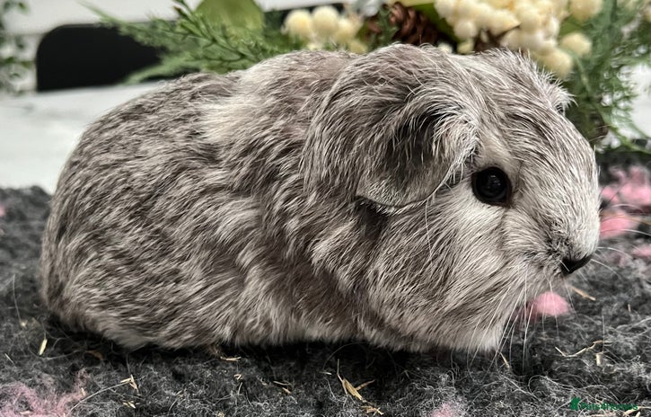 Guinea Pig rodents - Advert 5