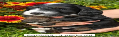 CARLOS