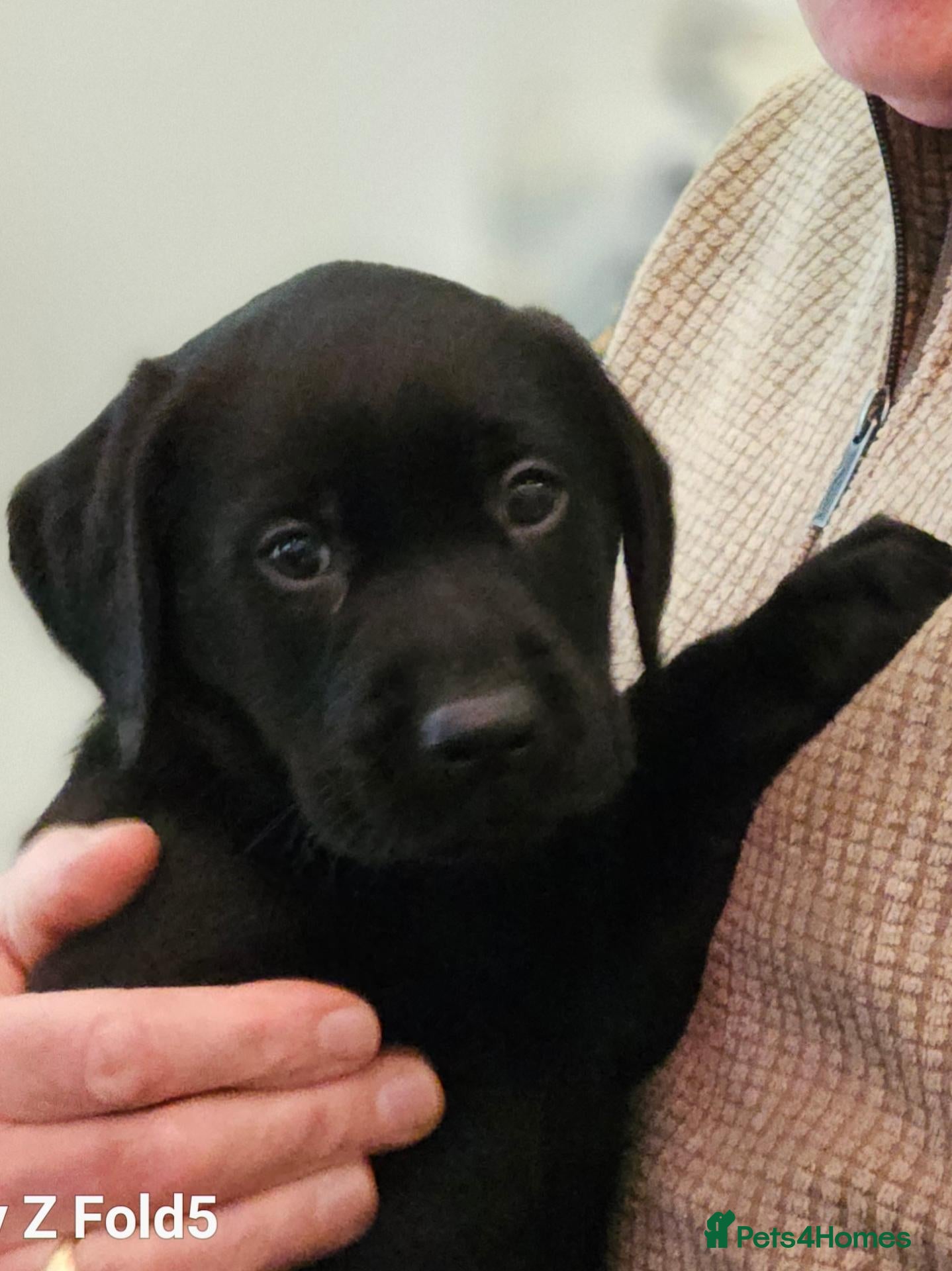 Labrador Retriever dogs for sale: KC REG STUNNING BLACK LITTER HEALTH TESTED PARENTS - Advert 11