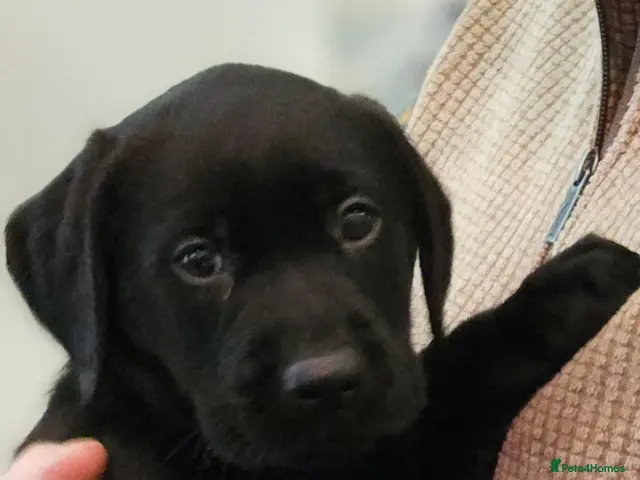 Labrador Retriever dogs for sale: KC REG STUNNING BLACK LITTER HEALTH TESTED PARENTS - Advert 1