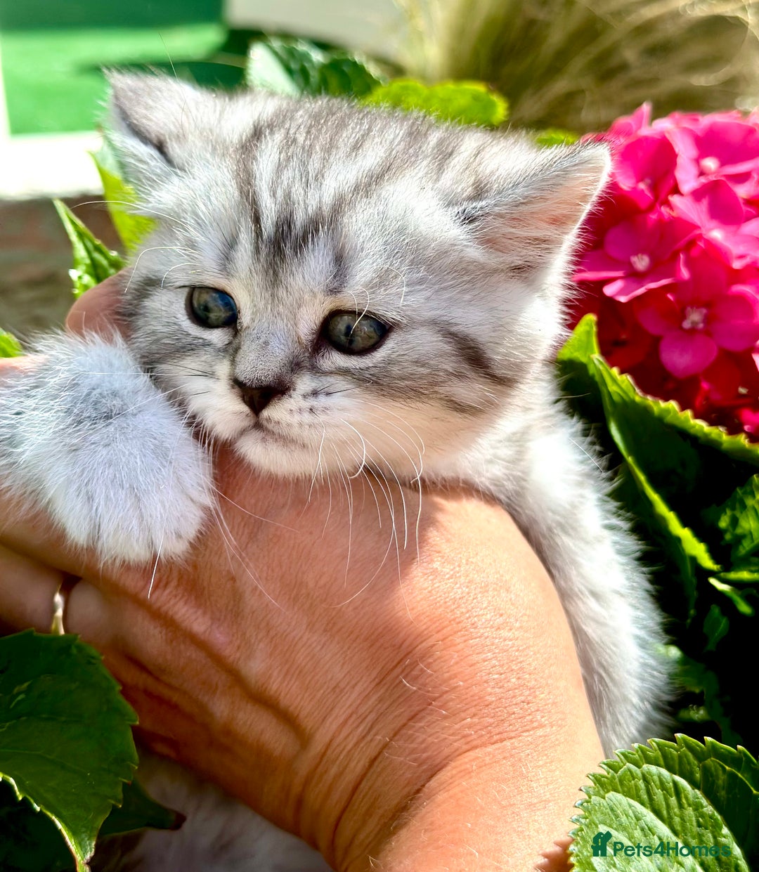 British Shorthair cats for sale: Taby British short hair kittens  - Image 3