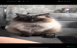 Ragdoll cats for sale: Mother and son ragdolls (4/1yrs) - Image 2