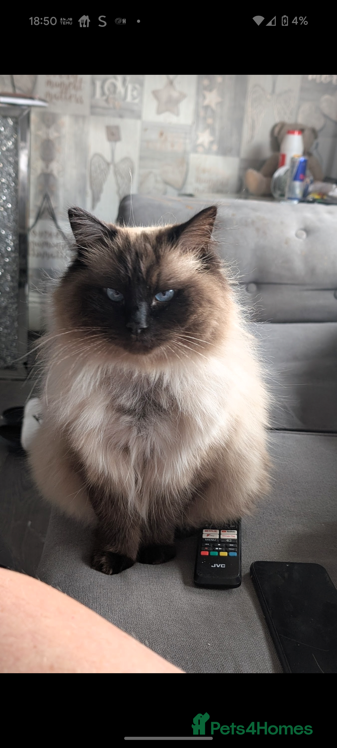 Ragdoll cats for sale: Mother and son ragdolls (4/1yrs) - Image 2