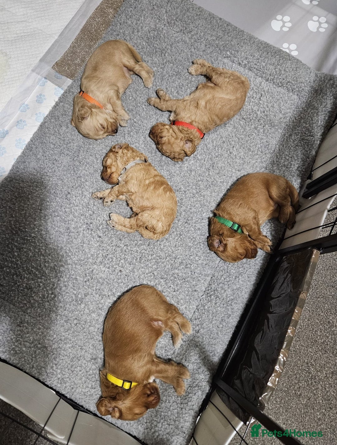 Cockapoo dogs for sale: Gorgeous cockapoo puppies, 2 boys and 2 girls - Advert 27