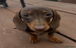 Dachshund dogs for sale: CHAMPION LINE KC REG MINI DACHSHUND GIRLS  - Image 17