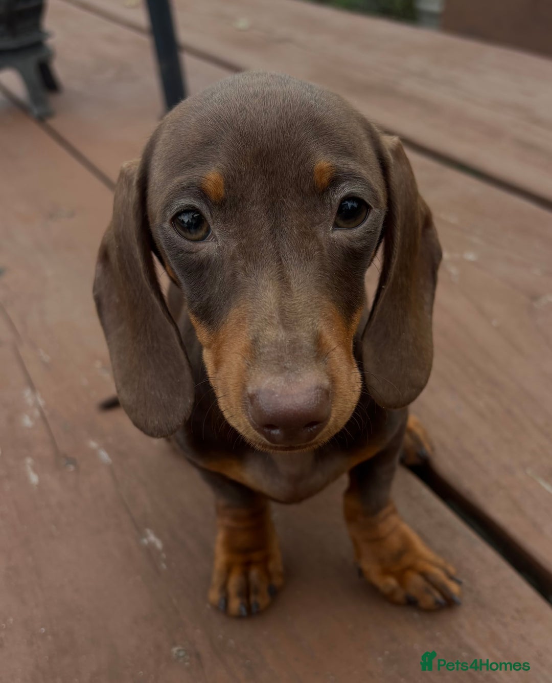 Dachshund dogs for sale: CHAMPION LINE KC REG MINI DACHSHUND GIRLS  - Image 17