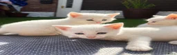 Mixed Breed cats for sale: 4 beautiful white mixed breed 7 week old kittens  in Dudley - Advert 1