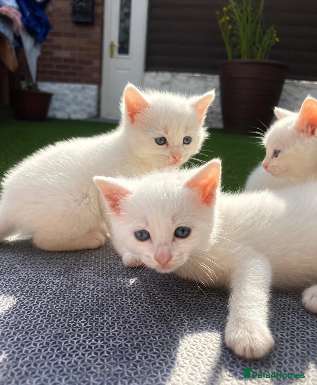 Mixed Breed cats for sale: 4 beautiful white mixed breed 7 week old kittens  in Dudley - Advert 1