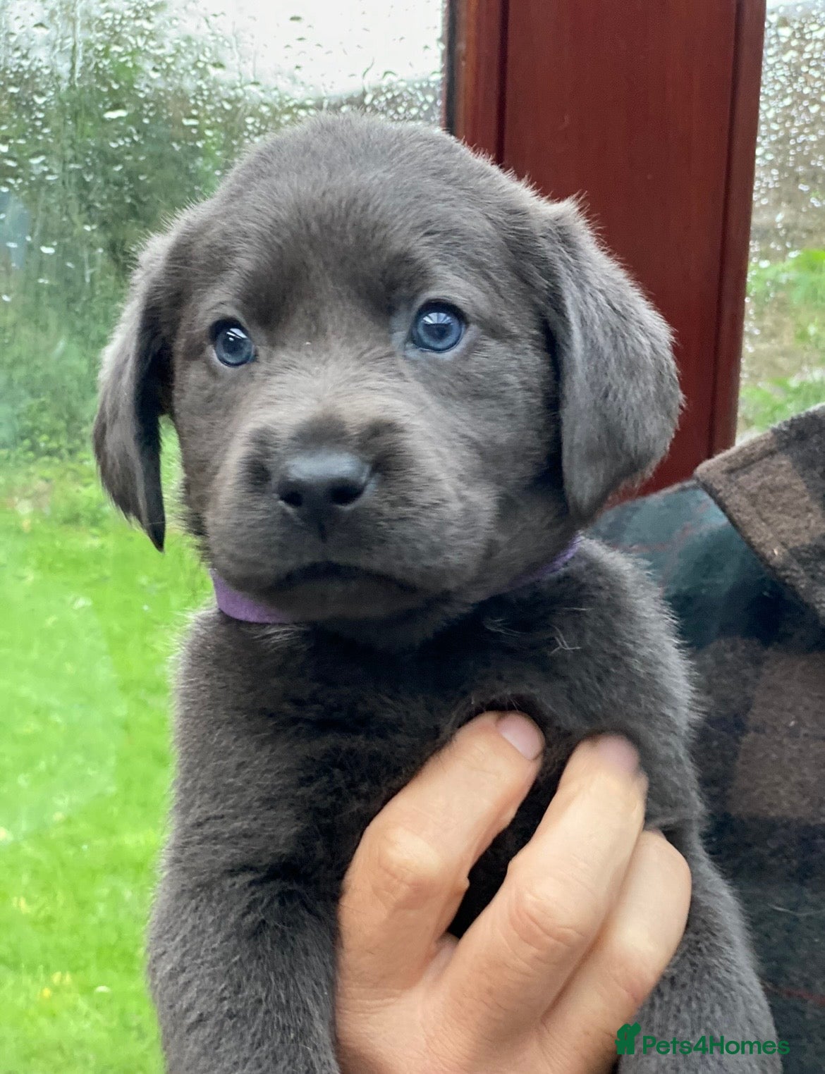Labrador Retriever dogs ⭐️ READY NOW KC REG VET CHECK, 5 🌟LICENCED  - Advert 1