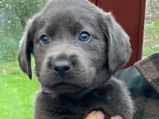 Labrador Retriever dogs ⭐️ READY NOW KC REG VET CHECK, 5 🌟LICENCED - Advert 1