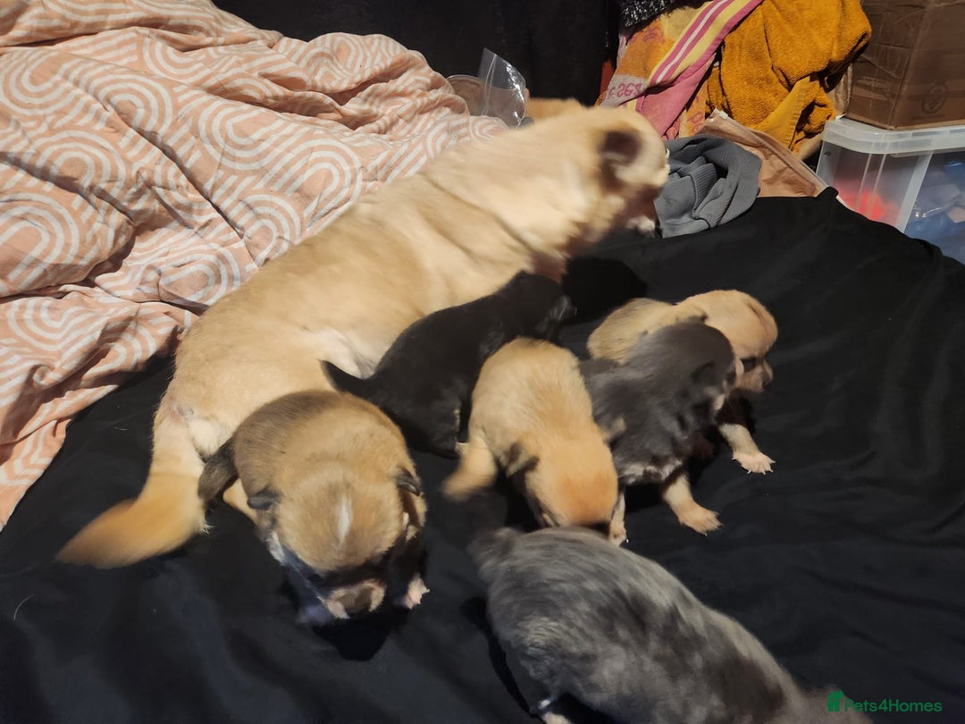 Chihuahua dogs for sale: Chihuahua pups  - Image 2