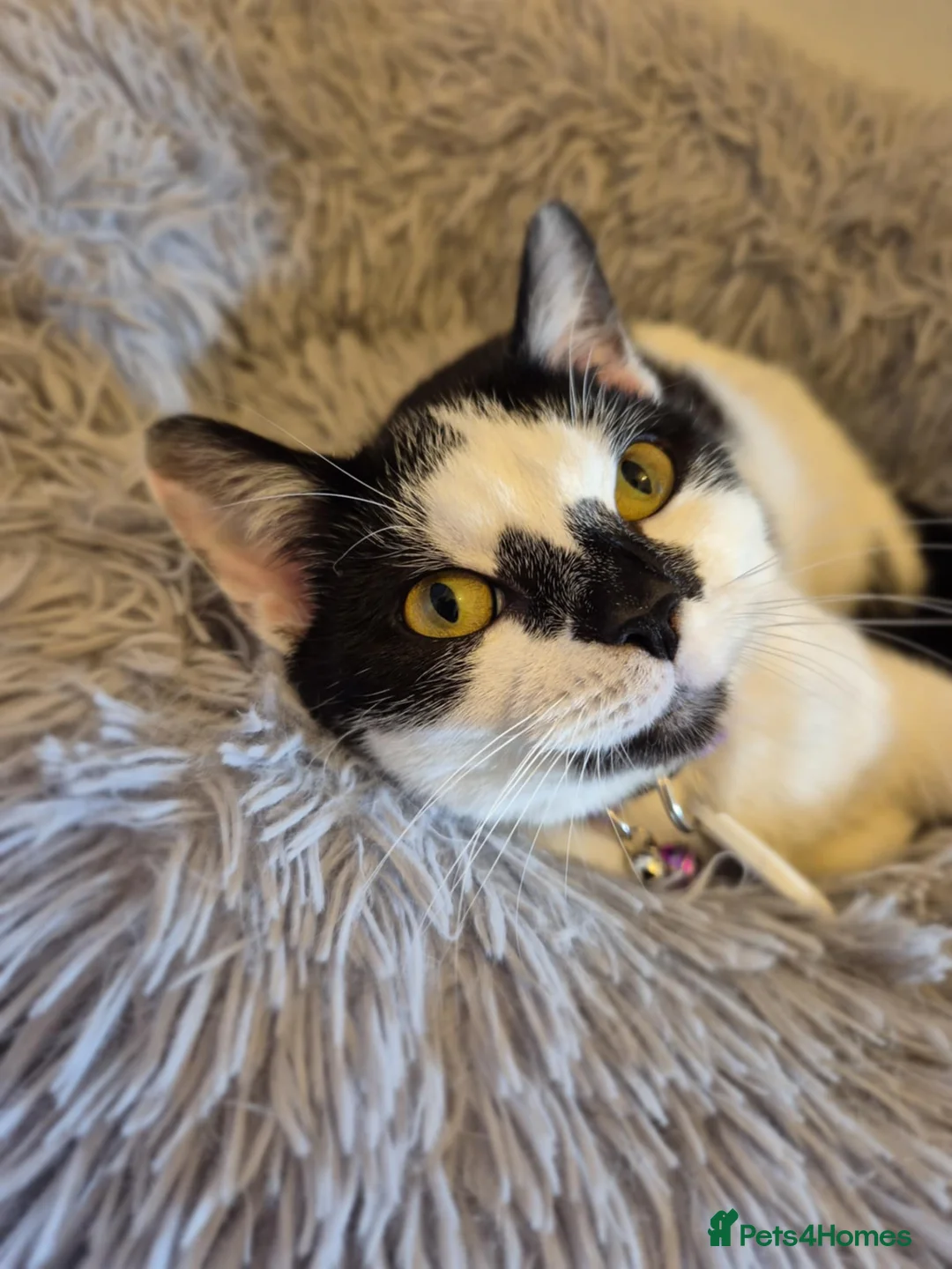 Mixed Breed cats for sale: Sweet pea is looking for a new home!  - Advert 1
