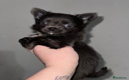 Chihuahua dogs for sale: Long coat Chihuahua puppies - Image 16