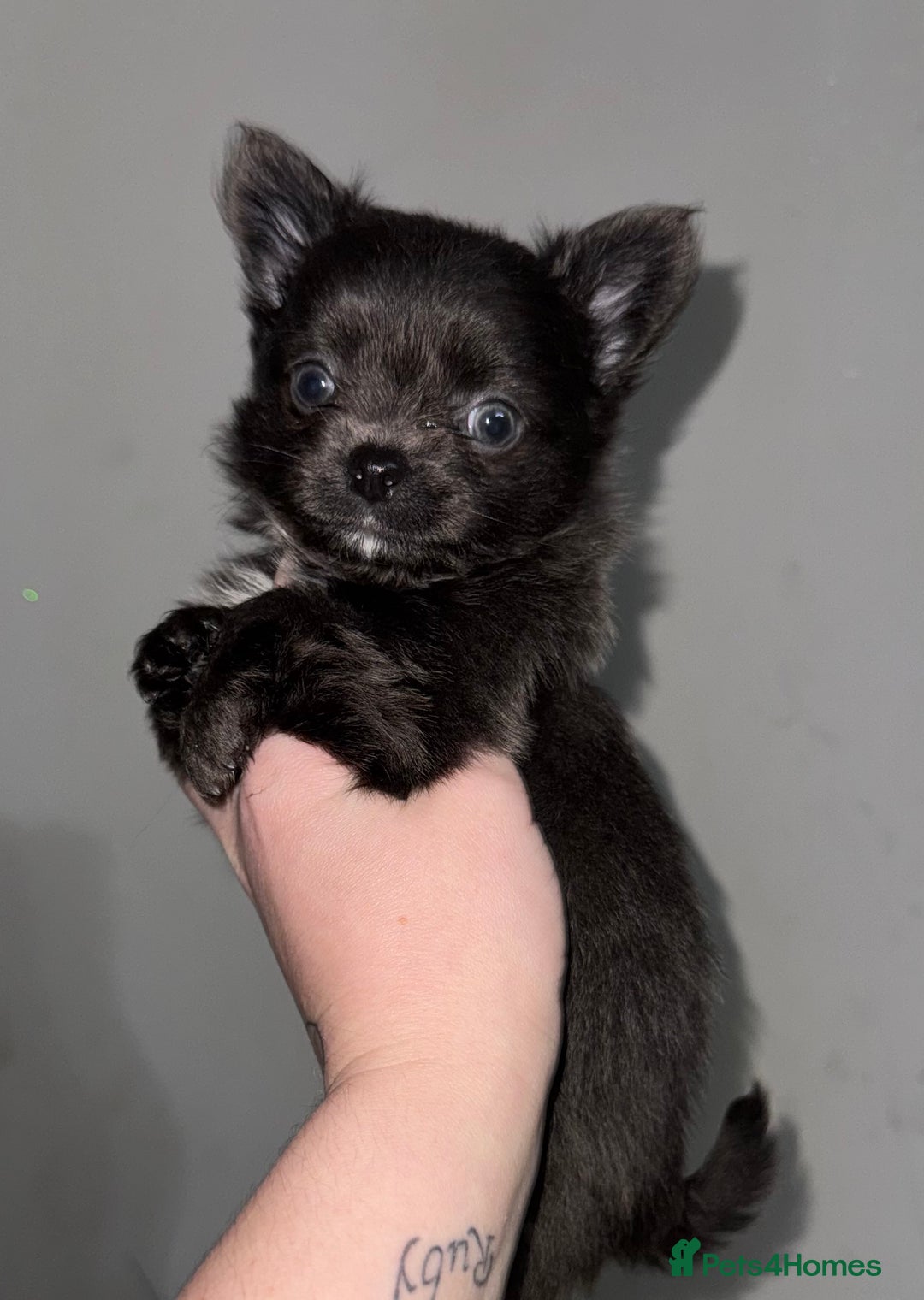 Chihuahua dogs for sale: Long coat Chihuahua puppies - Image 16