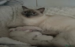 Ragdoll cats for sale: BLUE POINT RAGDOLL KITTENS! - Image 15