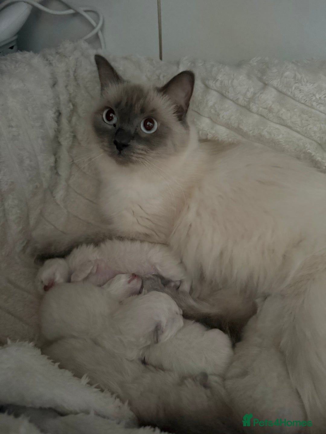 Ragdoll cats for sale: BLUE POINT RAGDOLL KITTENS! - Image 15