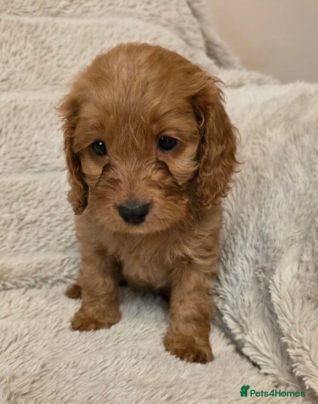 Cockapoo dogs for sale: Beautiful f1 cockapoo puppies 4 boys and 4 girls - Advert 5