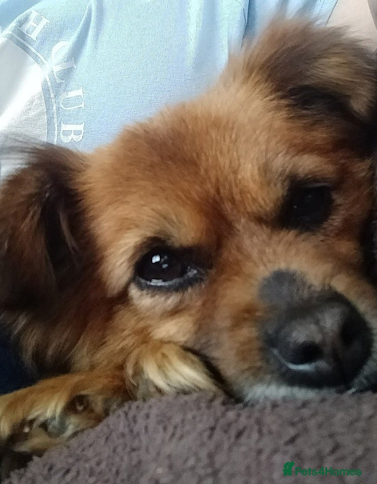 Mixed Breed dogs Lottie seeks forever home  - Advert 1