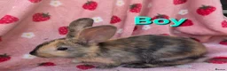 Mixed Breed rabbits for sale: Mini lop x mini rex harli boy - Advert 4