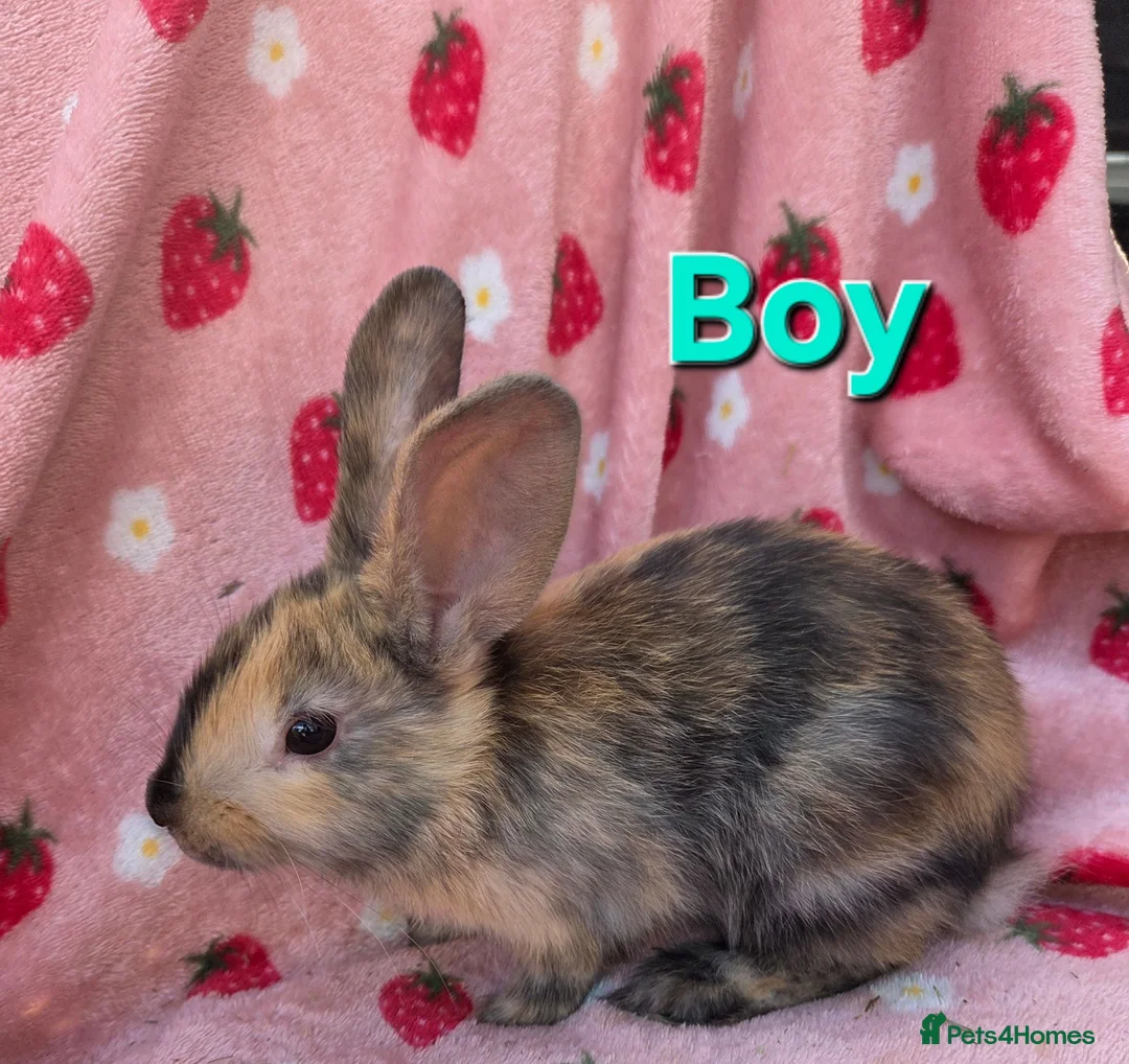 Mixed Breed rabbits for sale: Mini lop x mini rex harli boy - Advert 4