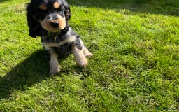 Cocker Spaniel dogs for sale: KC Health tested show type cocker spaniel puppies - Image 18