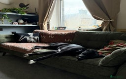 Mixed Breed dogs for adoption: Meet DIESEL, a smart Boy for the Right Loving Home - Advert 21