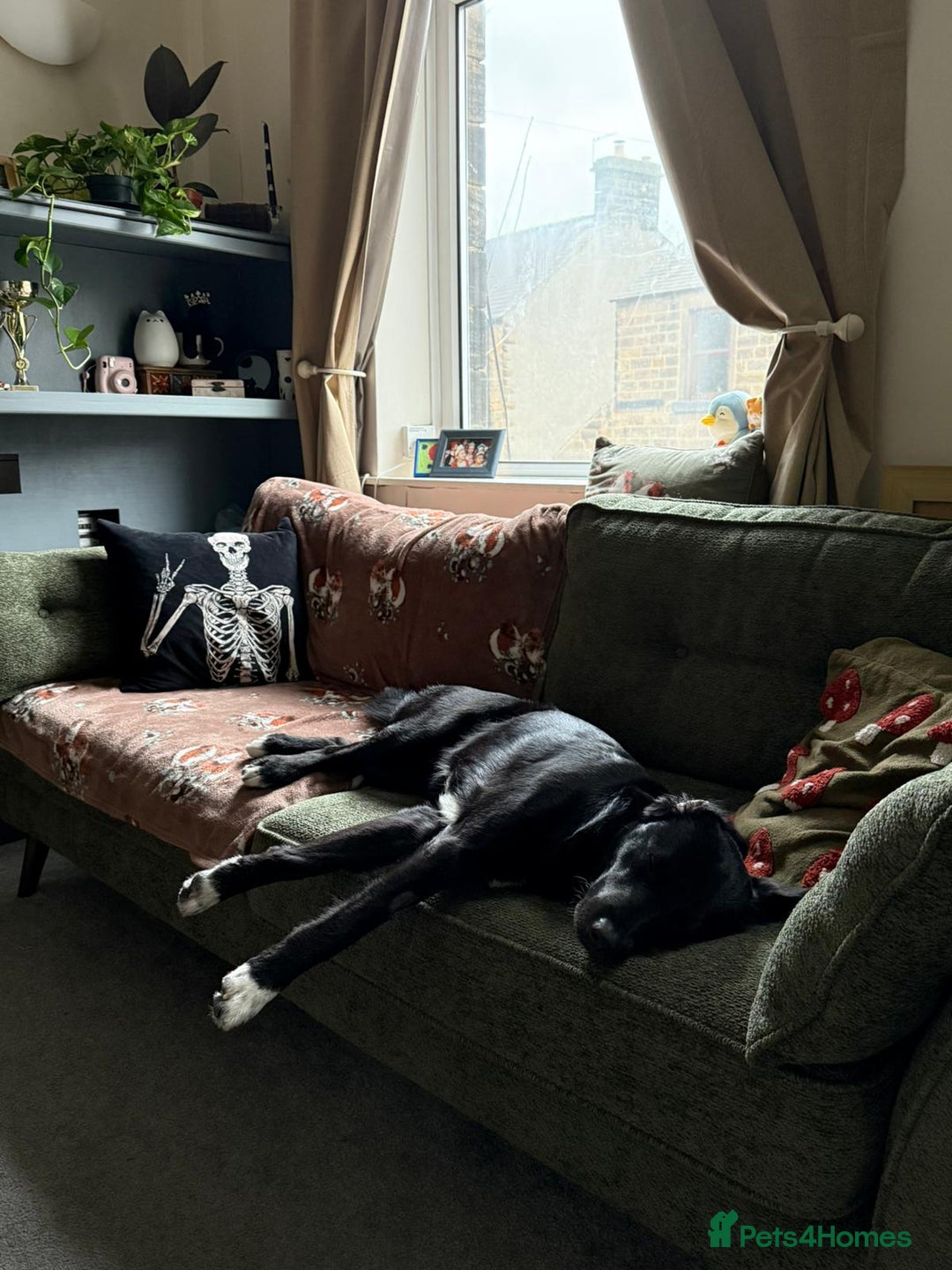 Mixed Breed dogs for adoption: Meet DIESEL, a smart Boy for the Right Loving Home - Advert 21