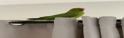 Ringnecks birds for sale: Young Indian Ringneck  - Advert 8