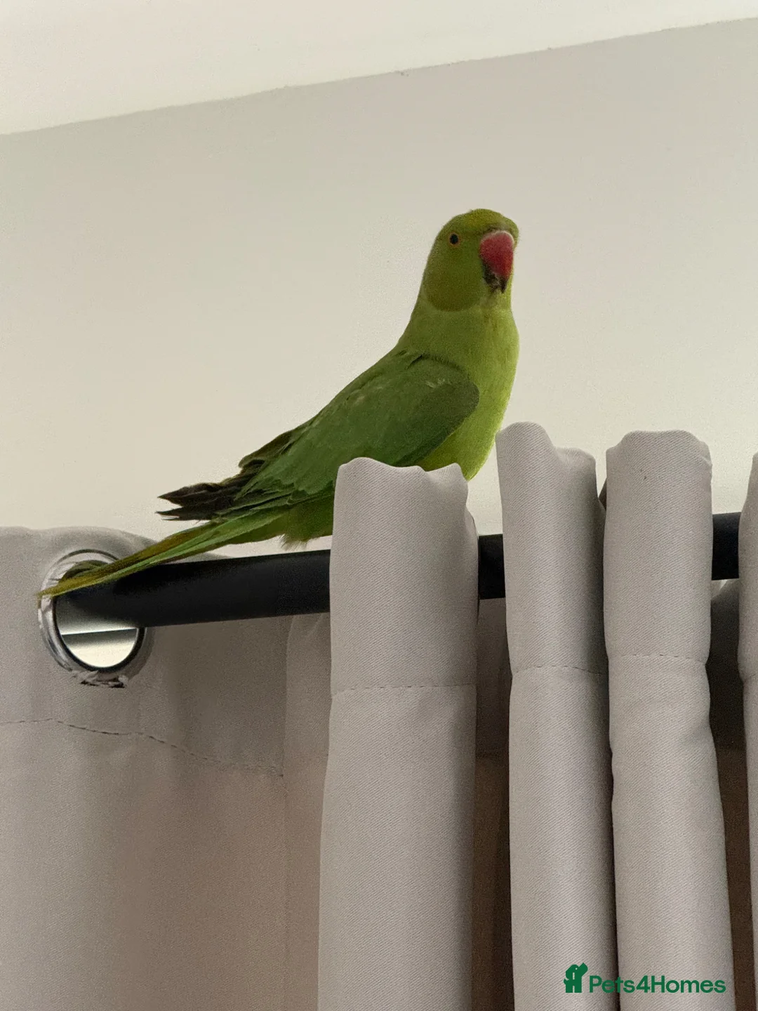 Ringnecks birds for sale: Young Indian Ringneck  - Advert 8