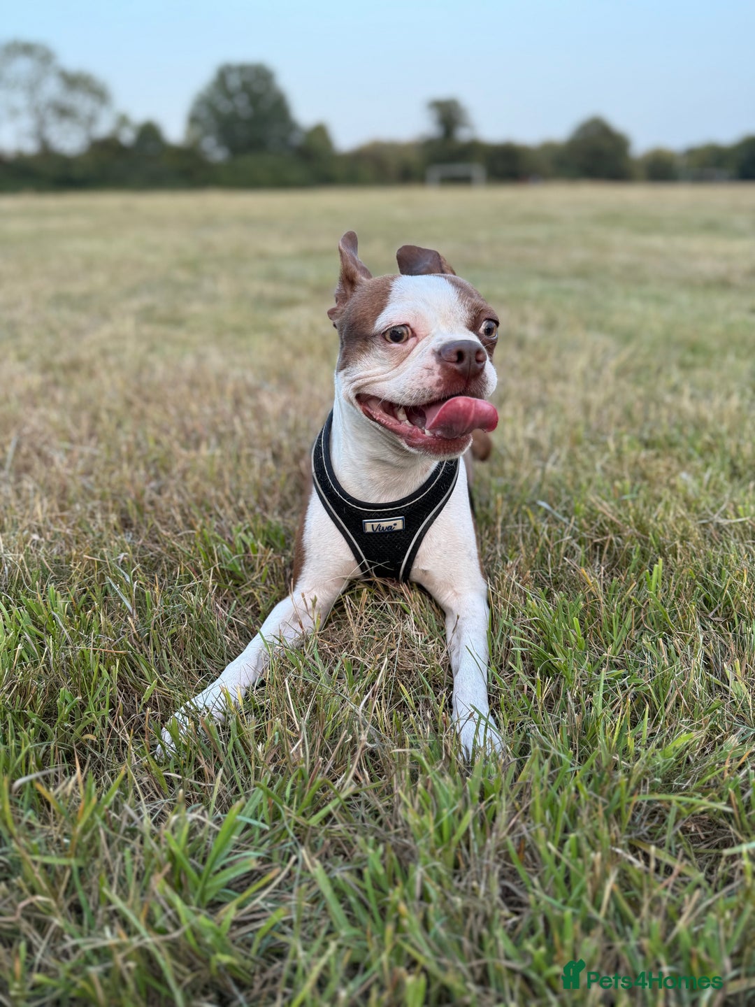 Boston Terrier dogs for sale: Boston female  - Image 4