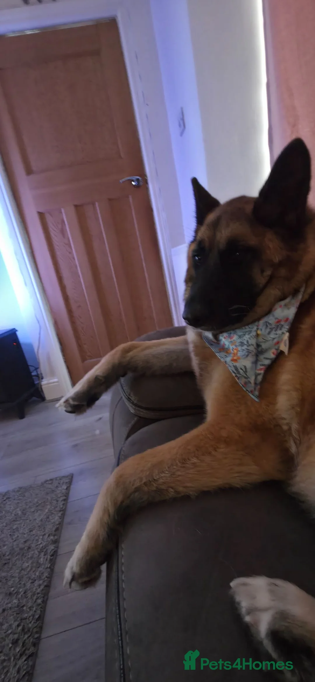 Mixed Breed dogs for sale: German Shepherd x Akita rehoming in Nottingham - Advert 2