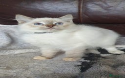 Ragdoll cats for sale: Beautiful GCCF Registered Ragdoll Kittens. - Image 24