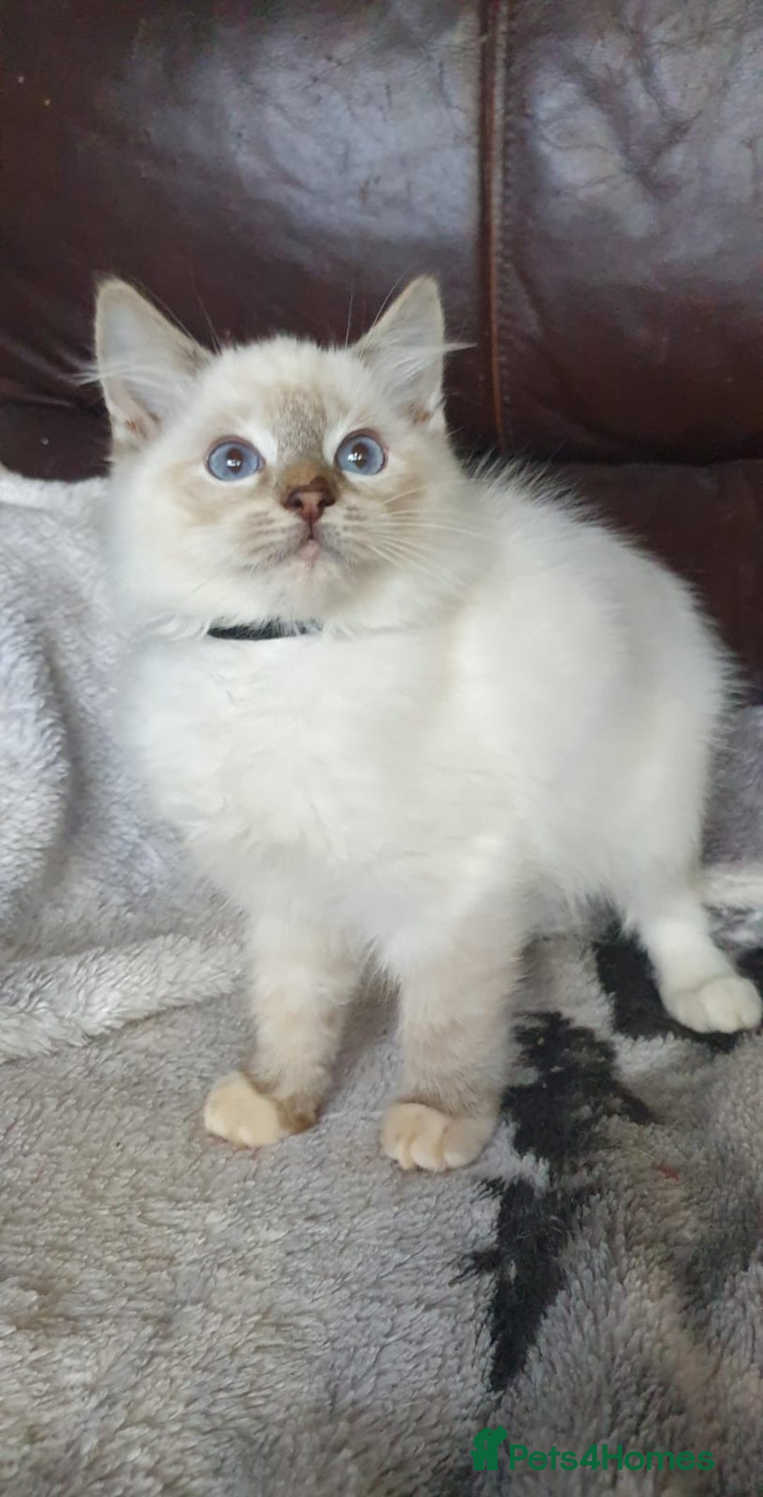 Ragdoll cats for sale: Beautiful GCCF Registered Ragdoll Kittens. - Image 24