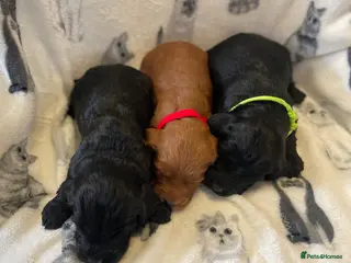 Cockapoo dogs Litter ready end of April message for details - Advert 1
