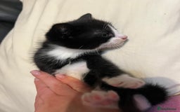 Mixed Breed cats for sale: 3 cutie kittens with fluffy tails  - Image 3