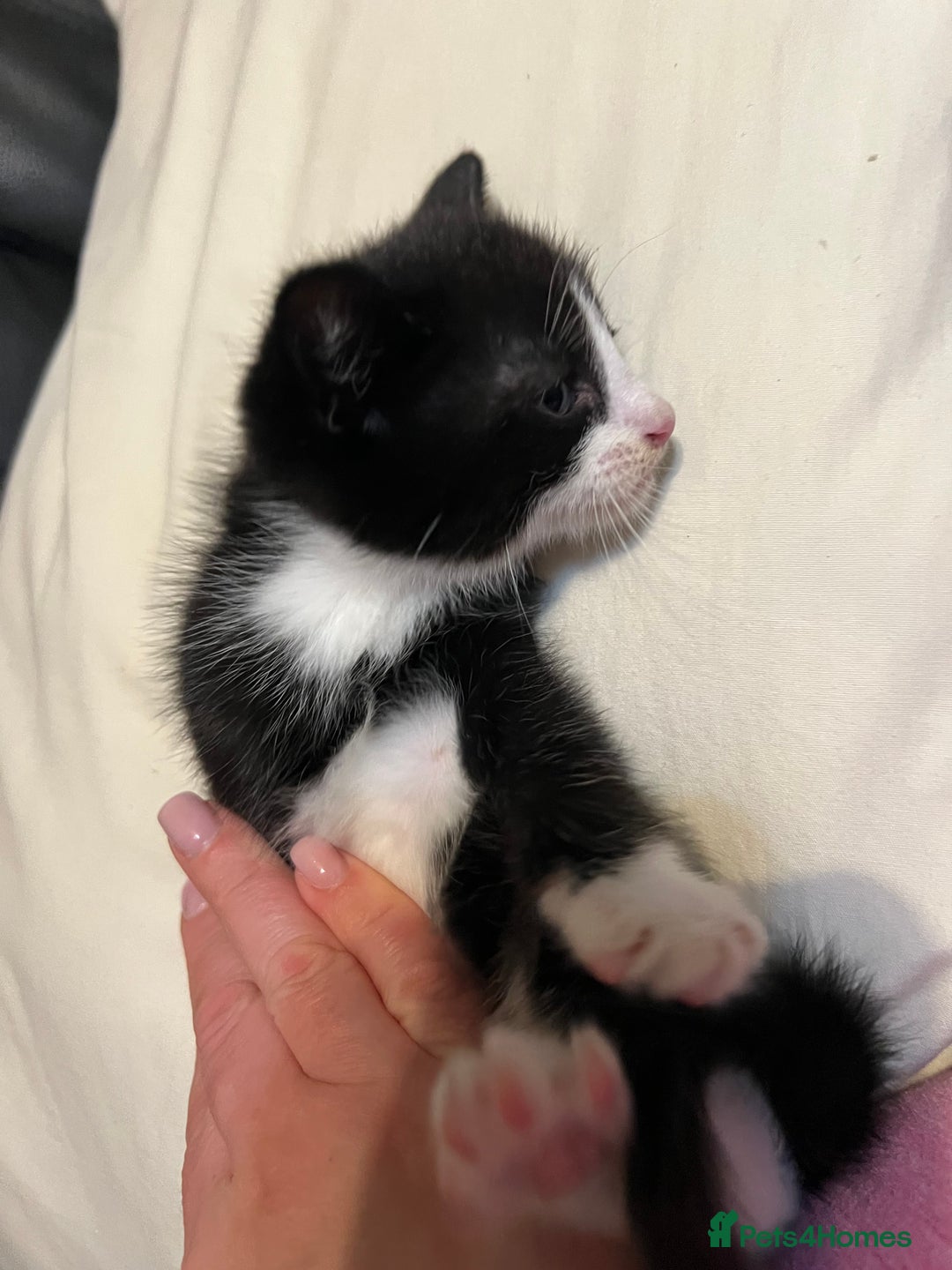 Mixed Breed cats for sale: 3 cutie kittens with fluffy tails  - Image 3