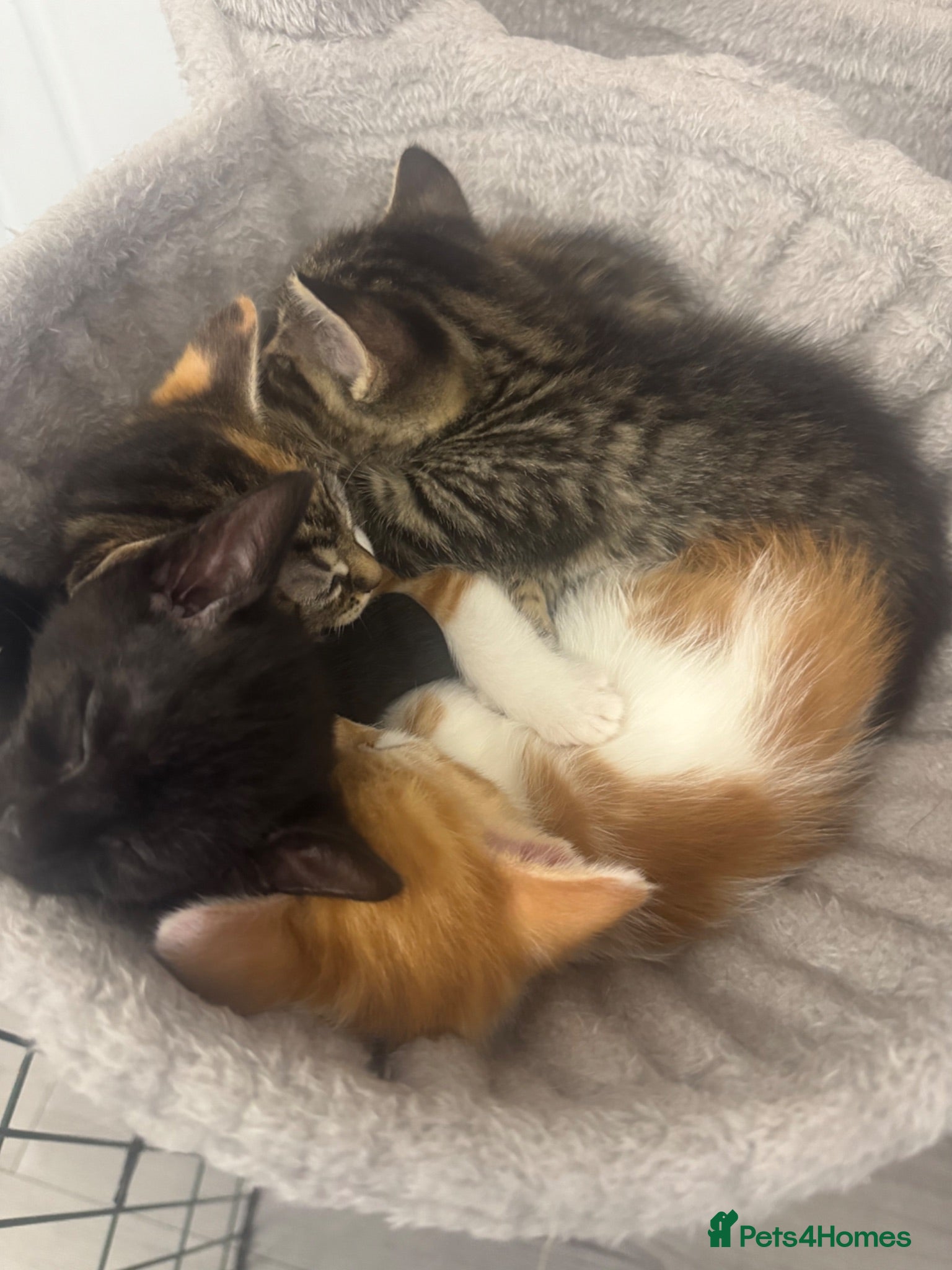 Mixed Breed cats 4 kittens looking for their forever home - Advert 13