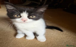 Persian cats for sale: 4 Mixed Persian Kittens - Image 3