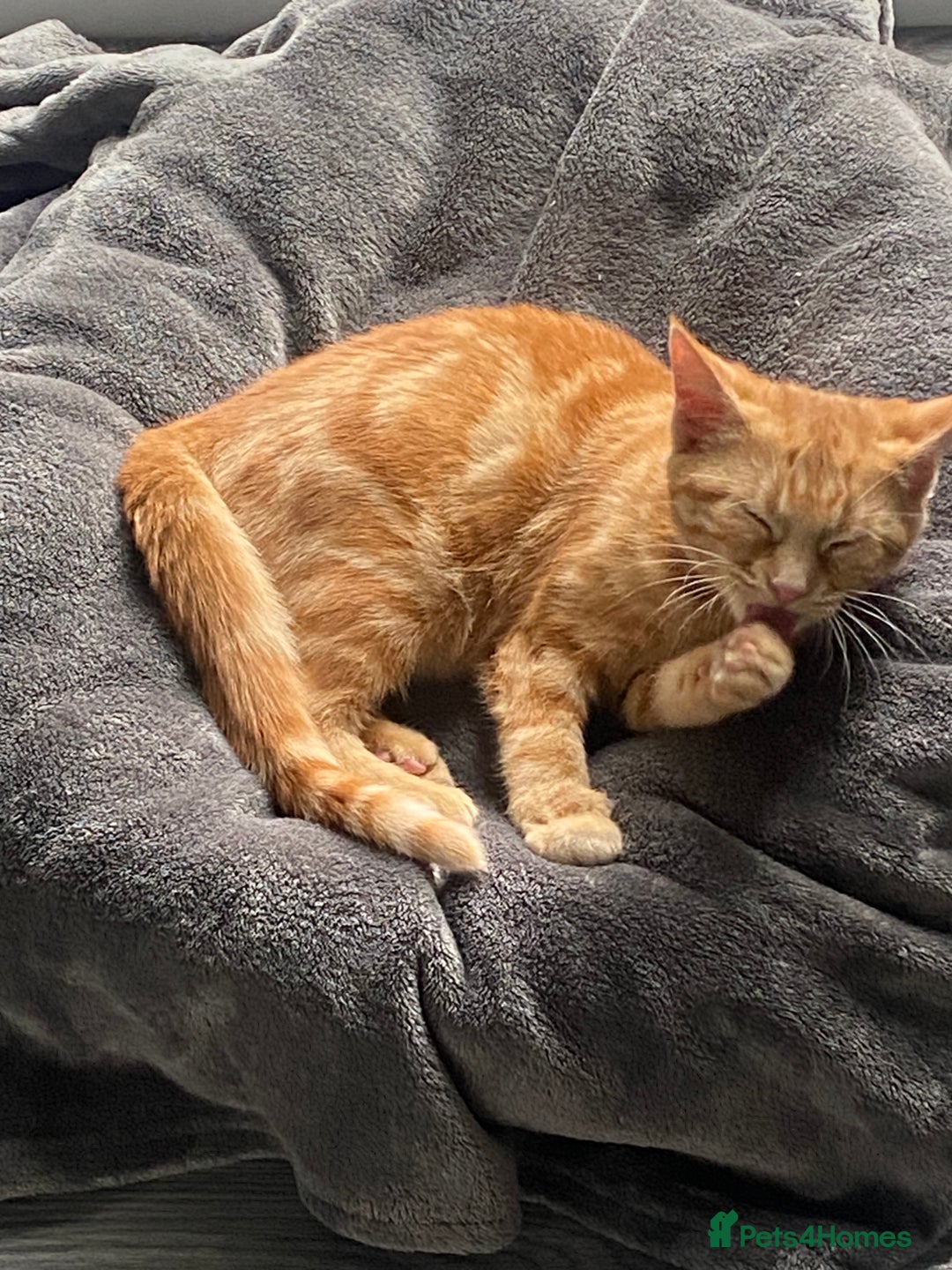 Mixed Breed cats for sale: Beautiful ginger tabby kittens - Image 5