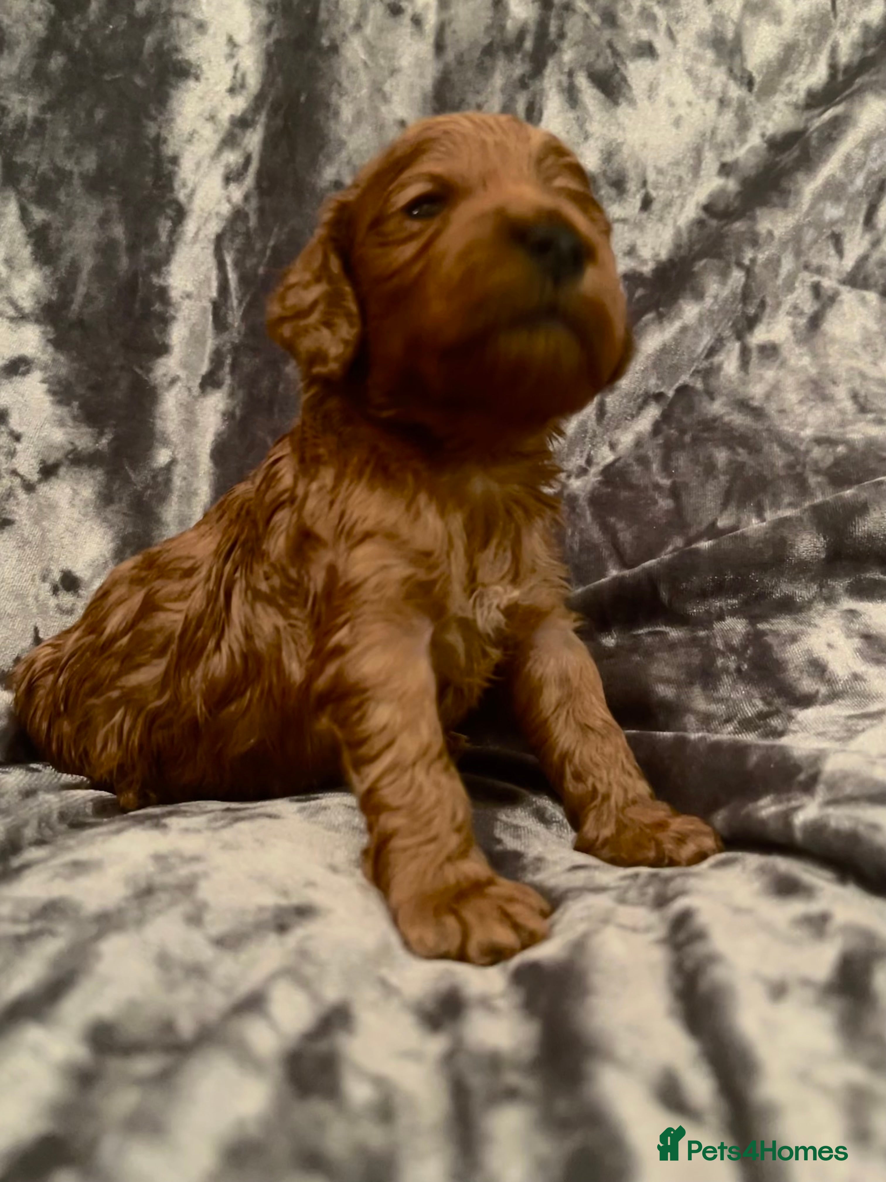 Cockapoo dogs RED COCKAPOO’s (toy size from show spaniel lines ) - Advert 3