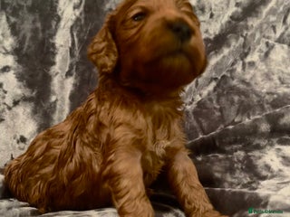 Cockapoo dogs RED COCKAPOO’s (toy size from show spaniel lines ) - Advert 1