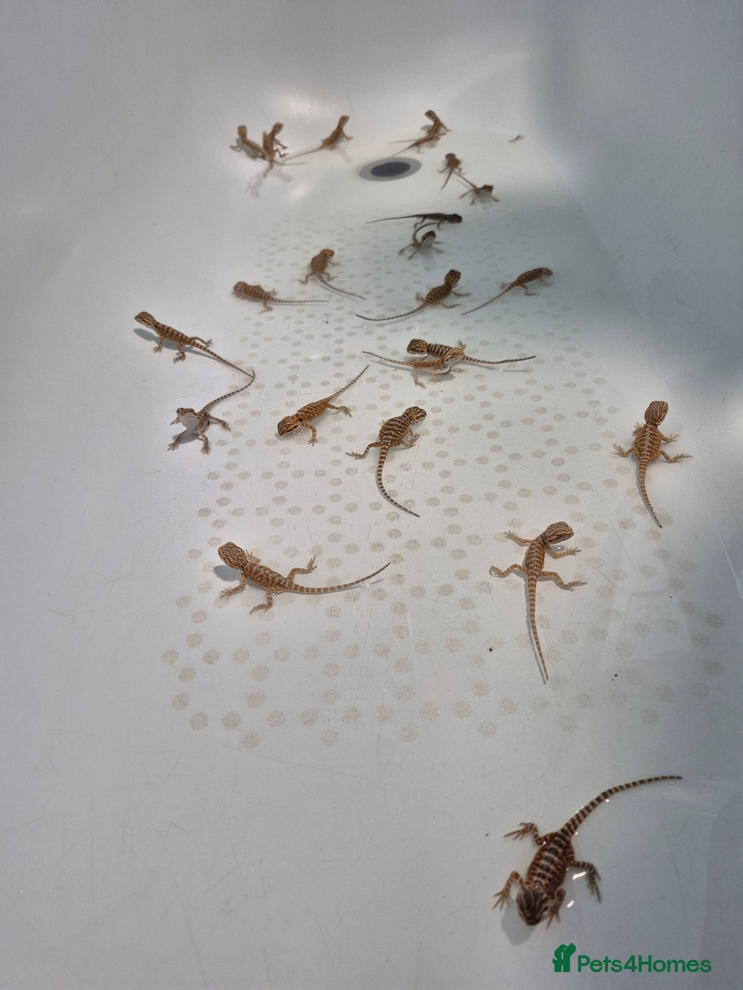 Bearded Dragon reptiles for sale: Bearded dragons  - Image 4