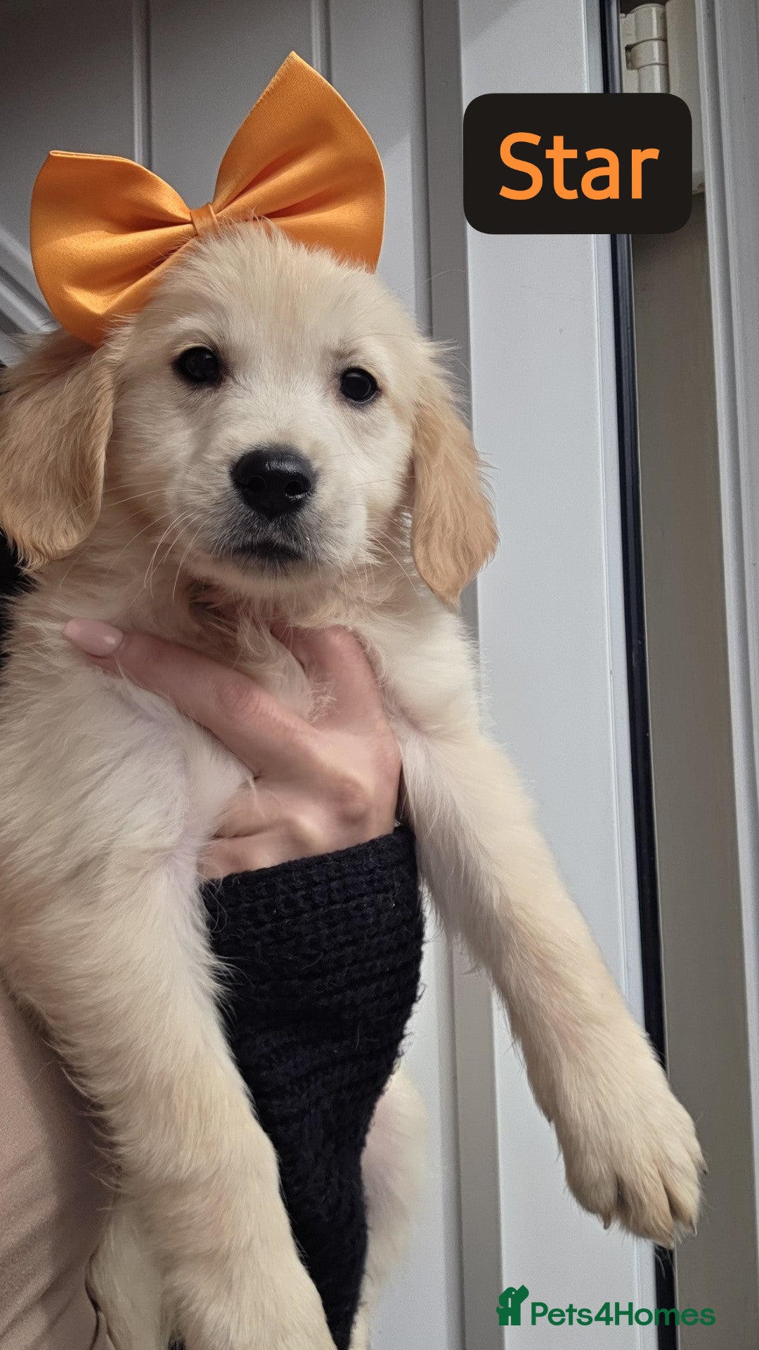 Golden Retriever dogs Golden retriever - Advert 3